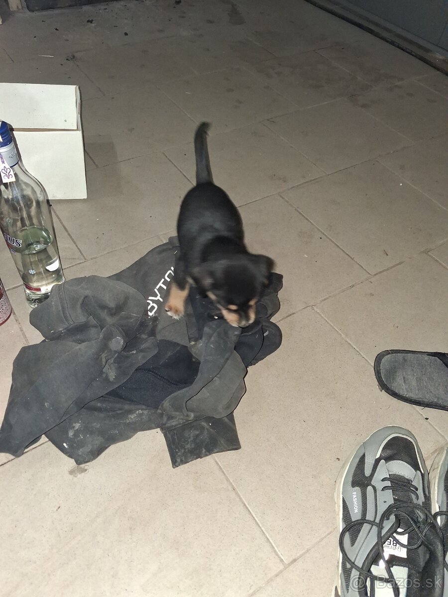 Steniatko ma 3 mesiace - 2