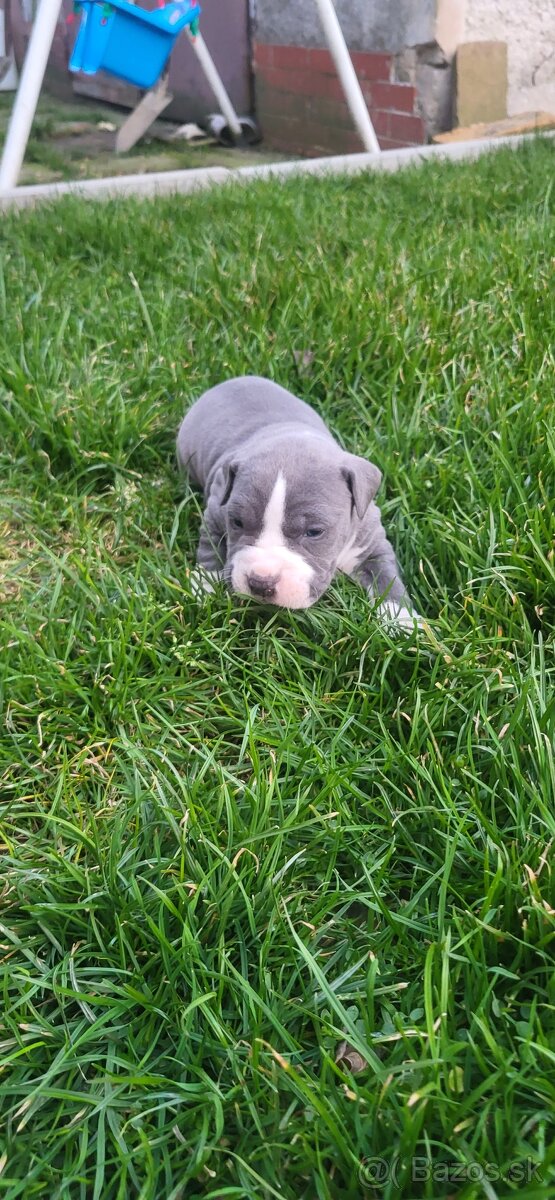 Americký stafordširsky terier - 2