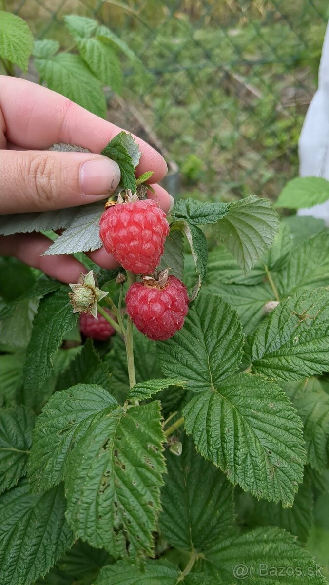 Predám sadenice : MALINY mix odrôd - 2