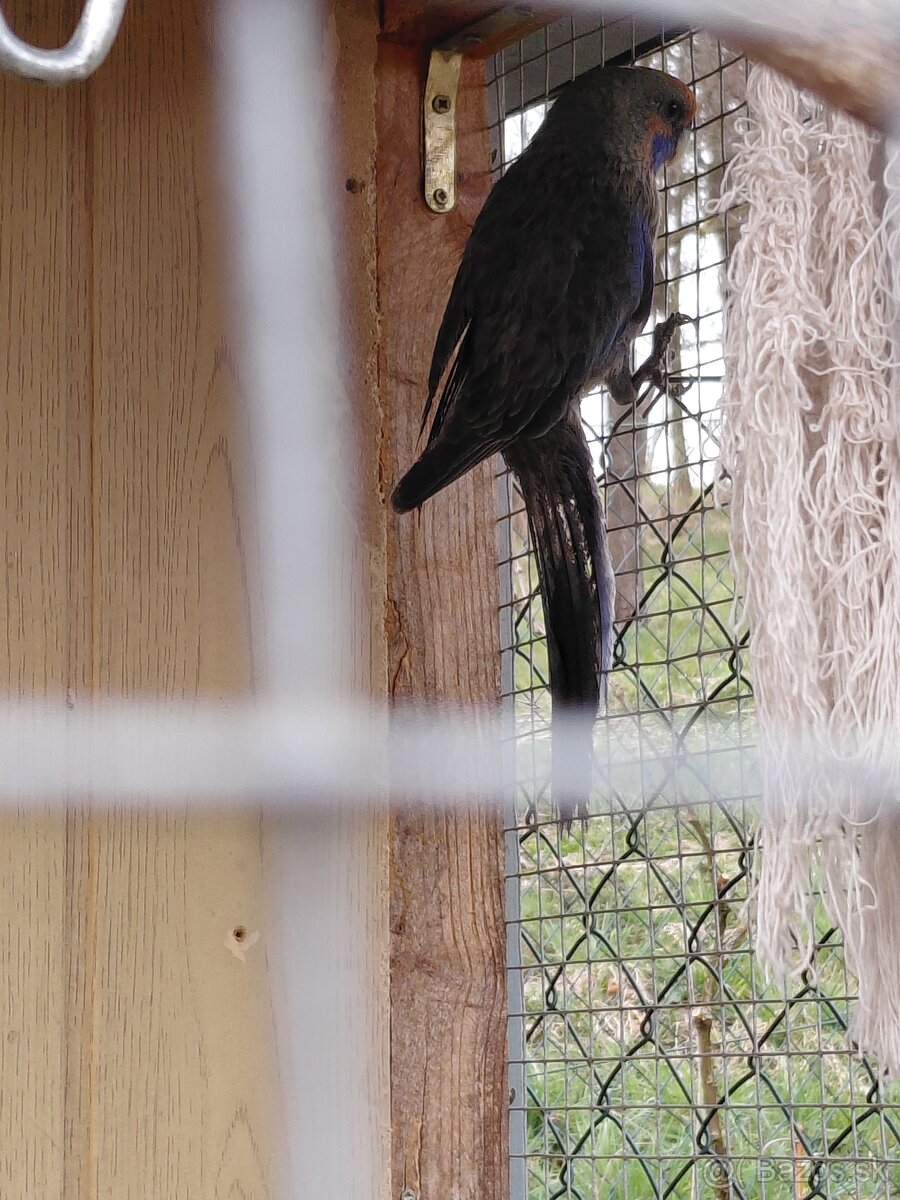 Rozela penantová - 2