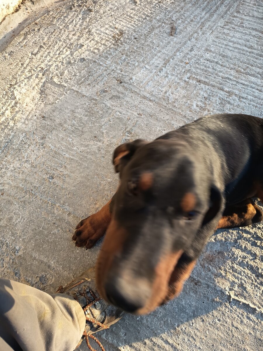 Šteňa Doberman - 2