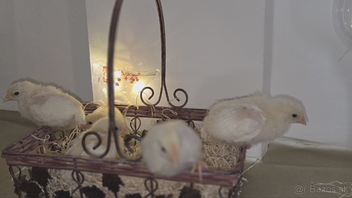 Kuriatka Leghorn - 2