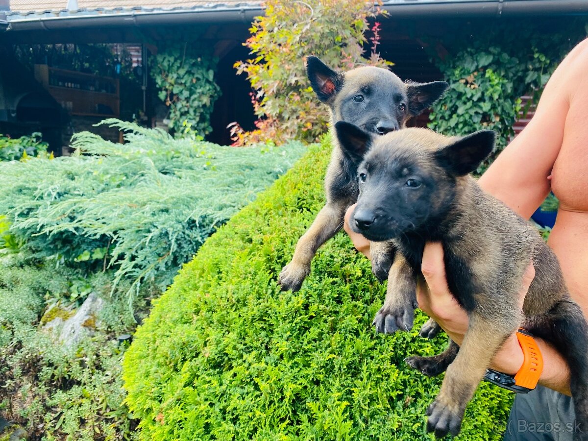 Šteniatka belgický ovčiak malinois - 2