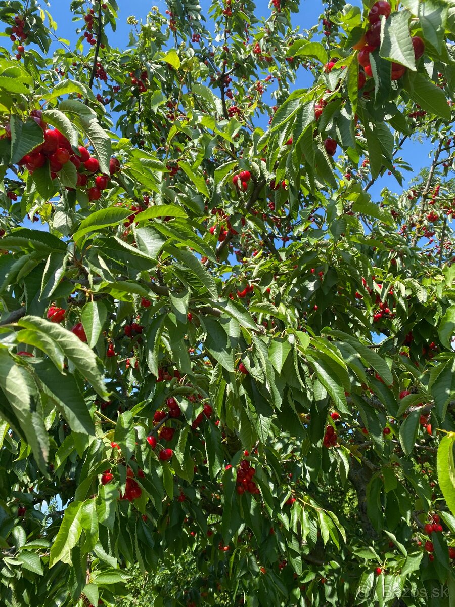 Čerešne na predaj - 2