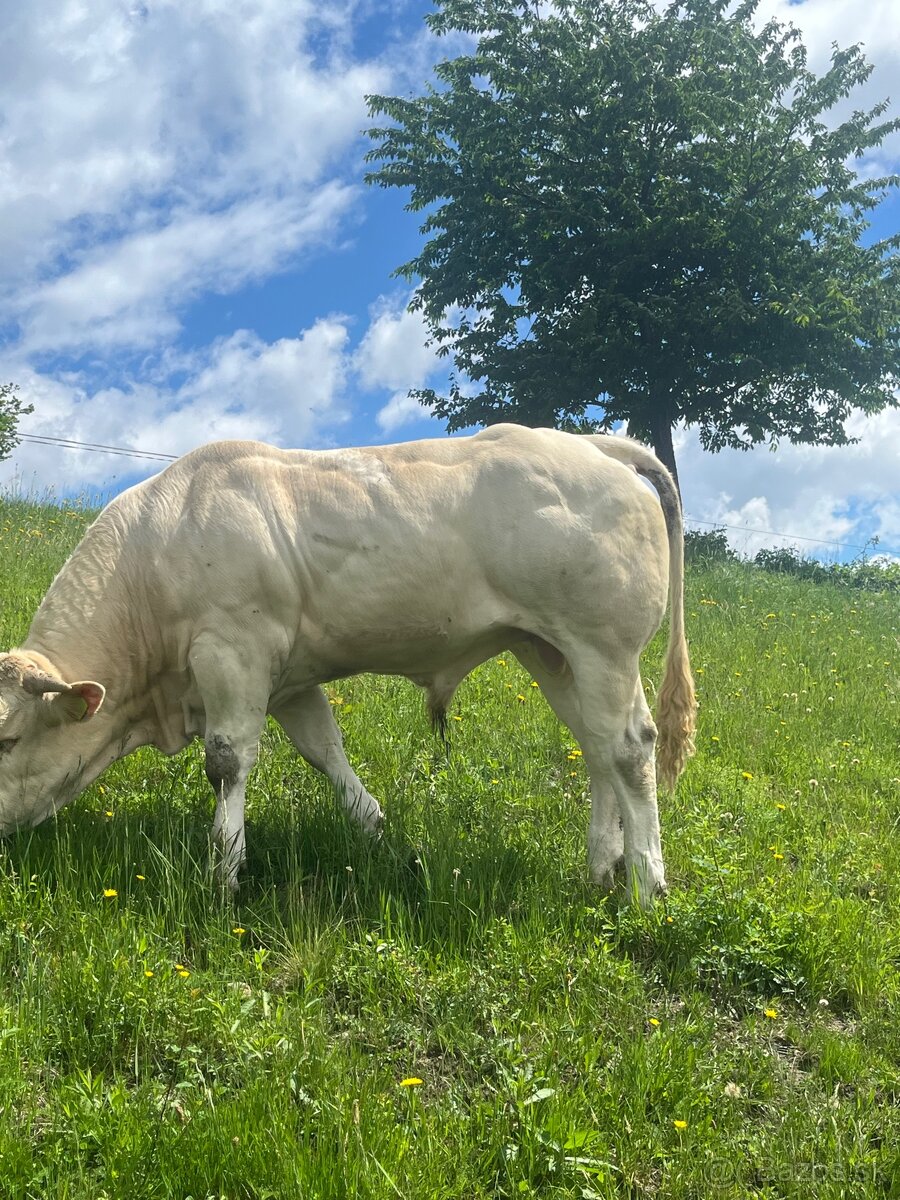 Plemenný býk - 2