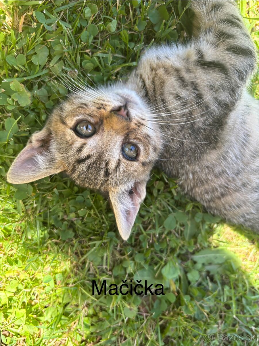 Darujeme kocúra/ mačičku - 2