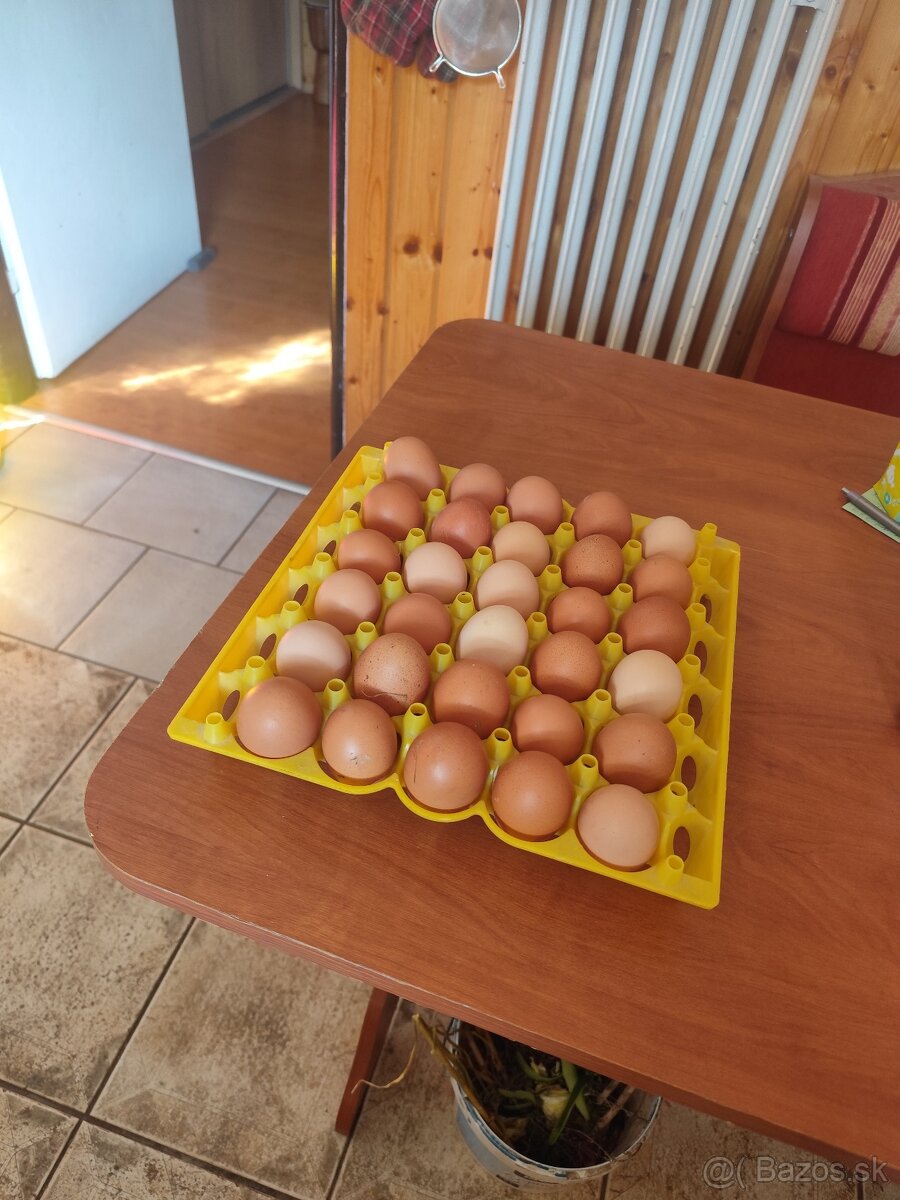 Domáce vajíčka - 2