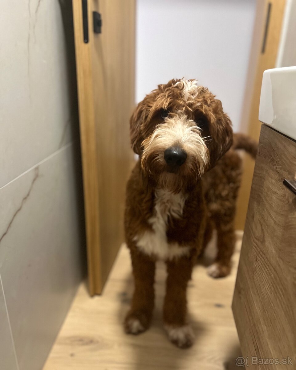 Goldendoodle na krytie - 2