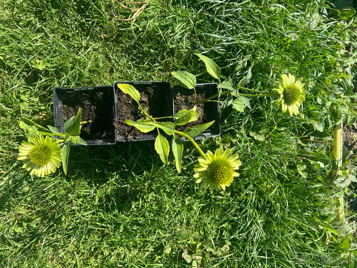 Echinacea - 2