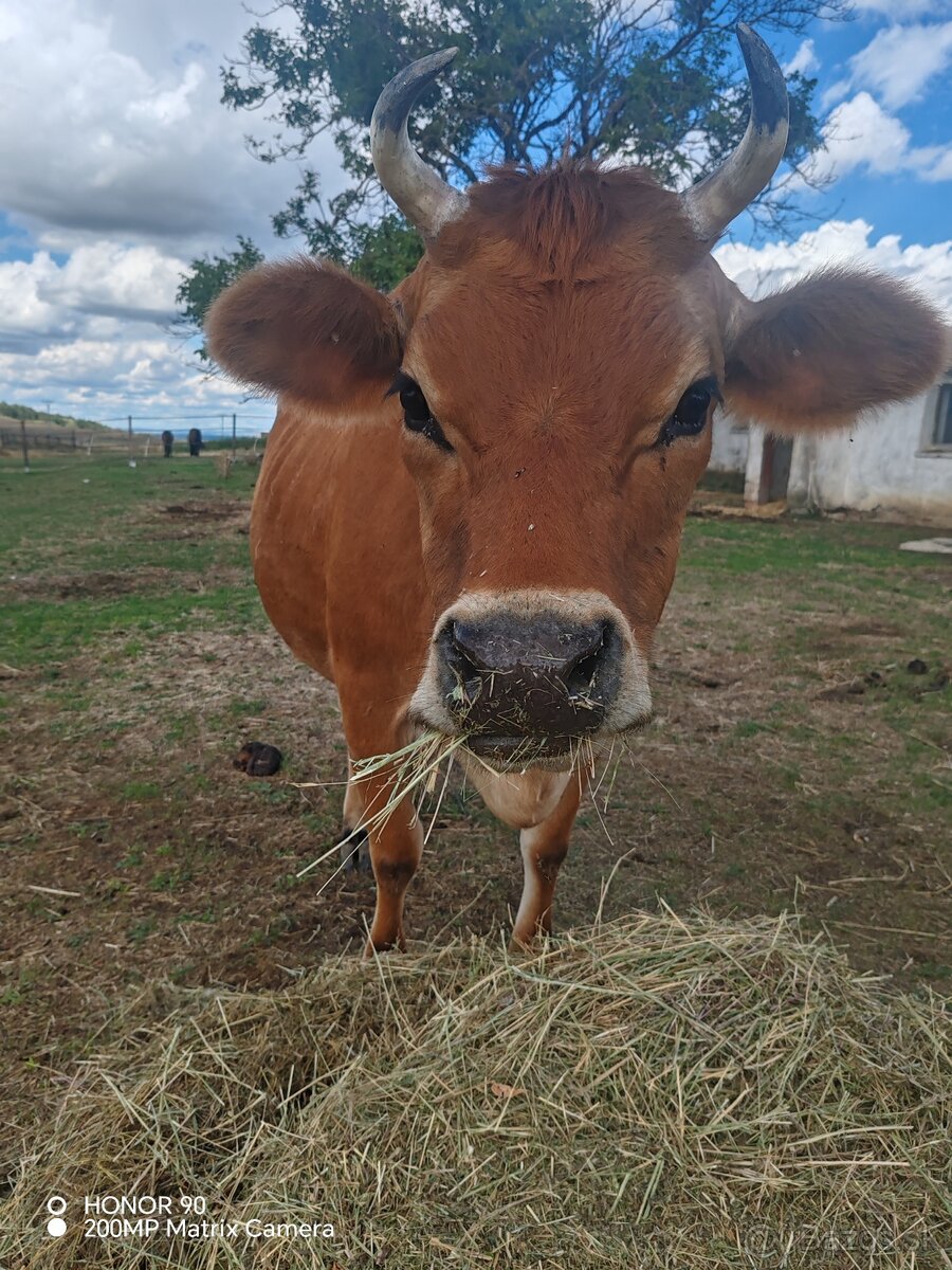 Mladá jalovica Jersey - 2