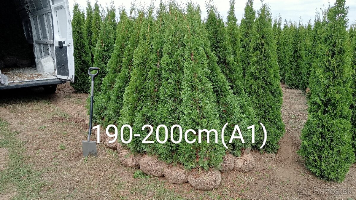 Tuja Smaragd, vavrínovec, červienka, gaštan - Rožňava - 2