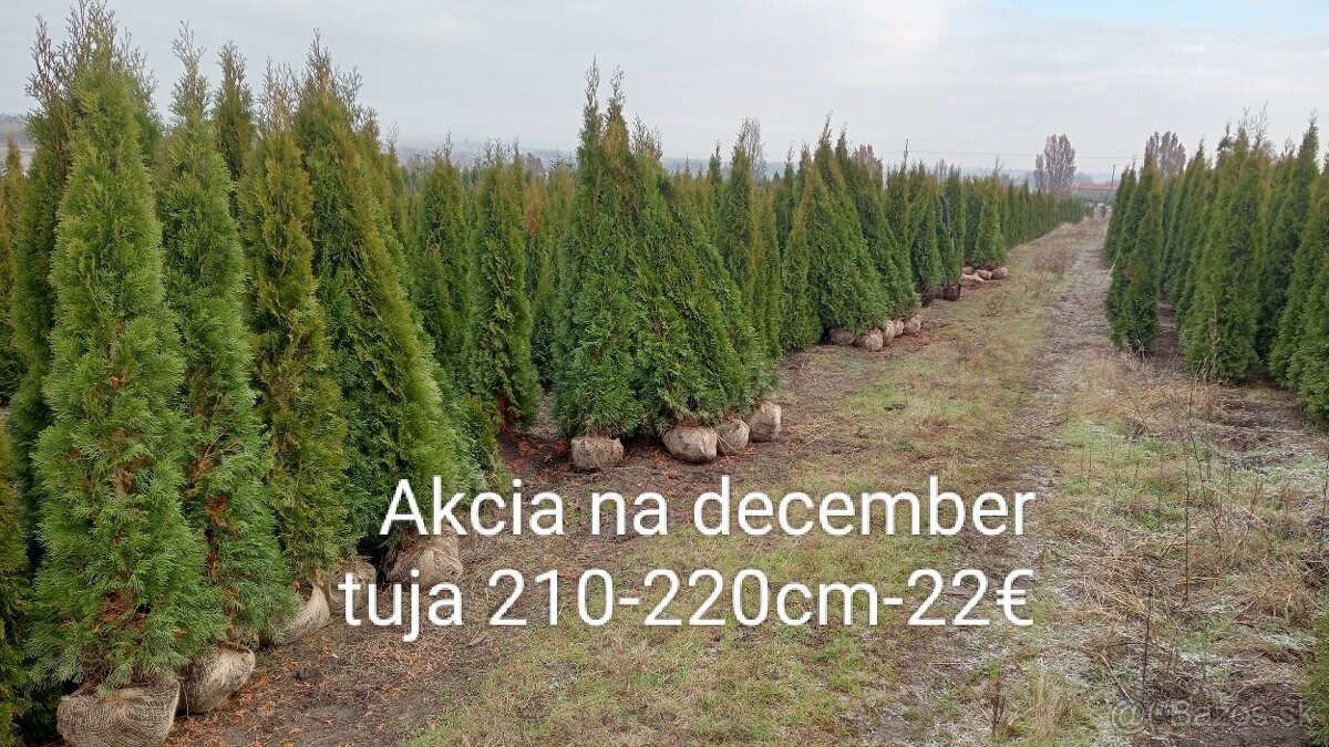 Tuja Smaragd, vavrínovec, červienka, gaštan - Rožňava - 2