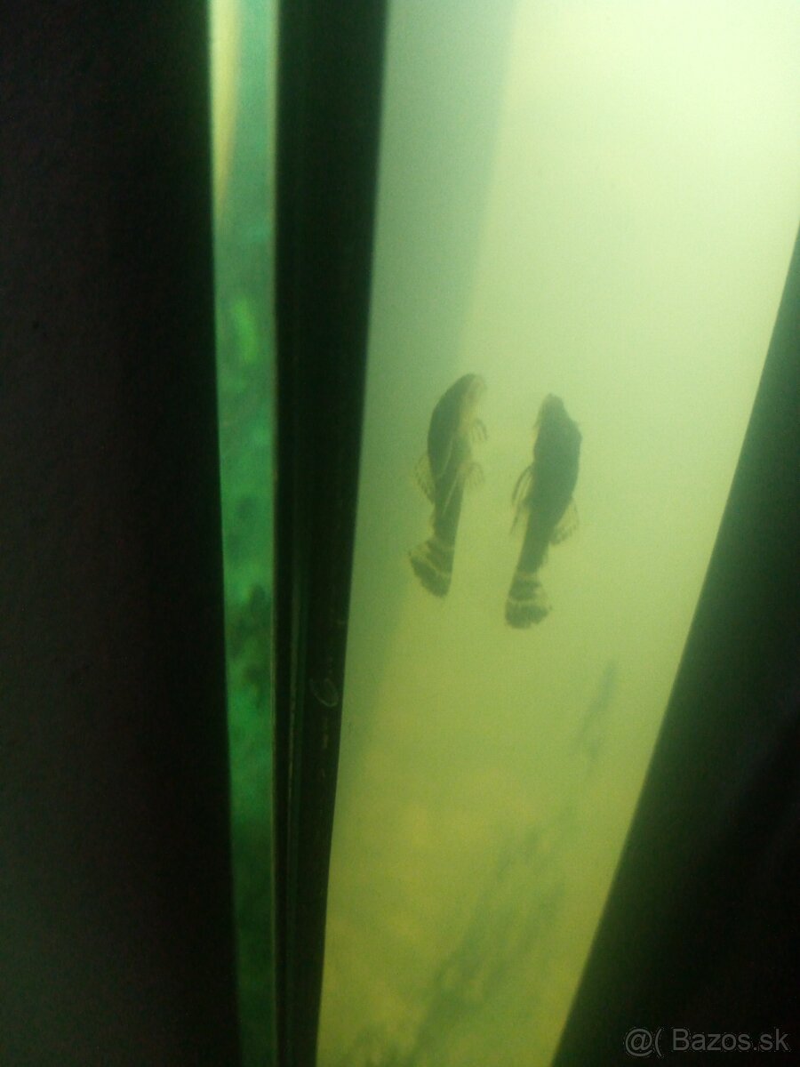 Predám prísavníky - 2