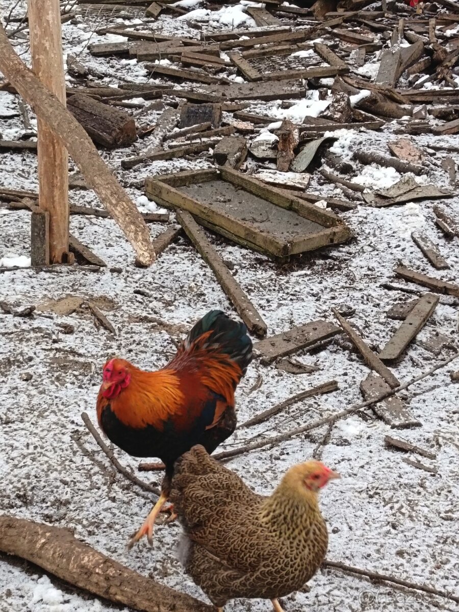 wyandotka zdrobnelá - 2