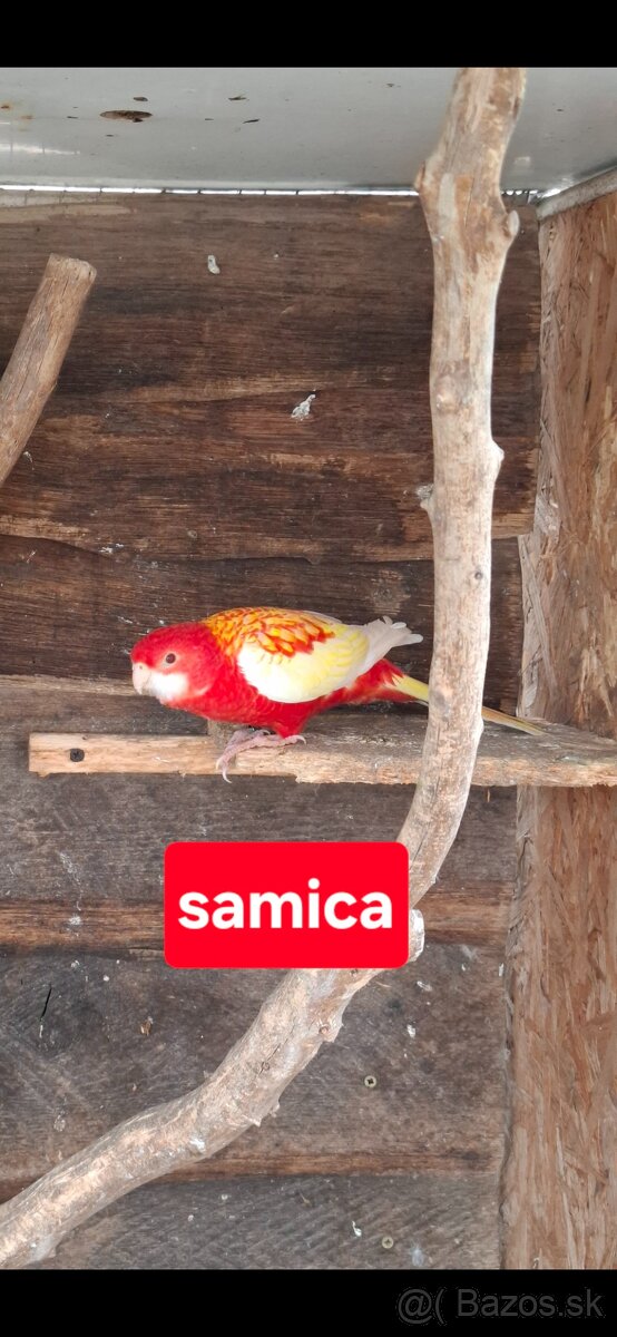 Predám rozely pestré - 2