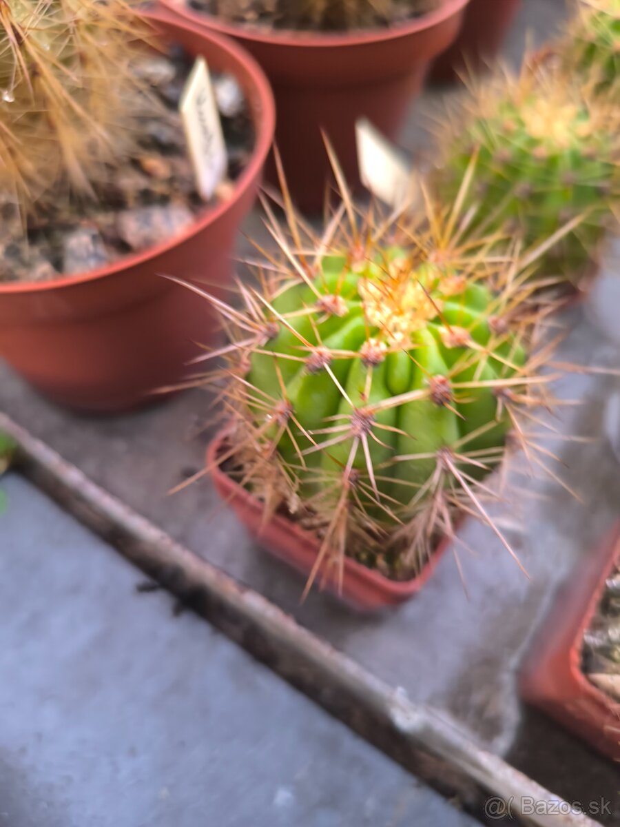 Kaktusy a sukulenty - 2