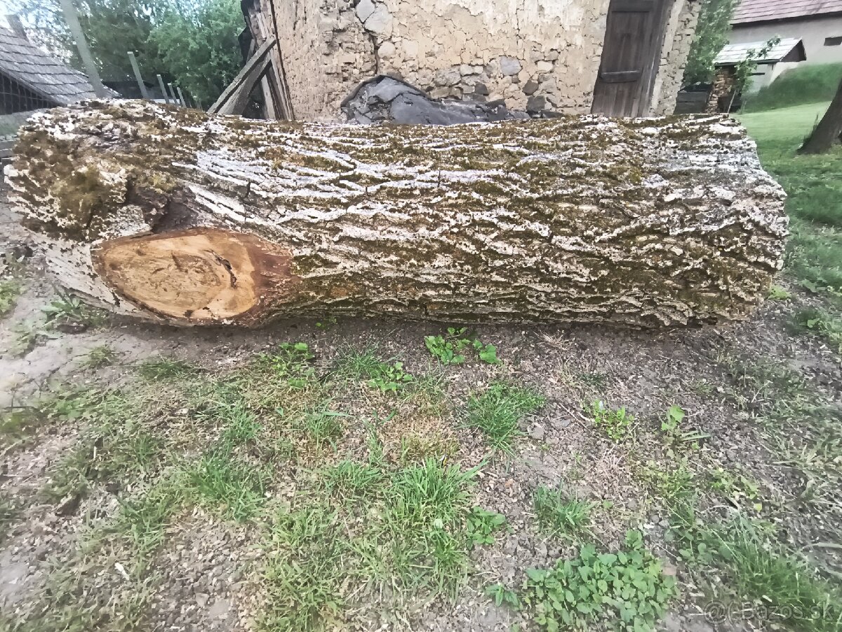 Orechový kmeň - 2