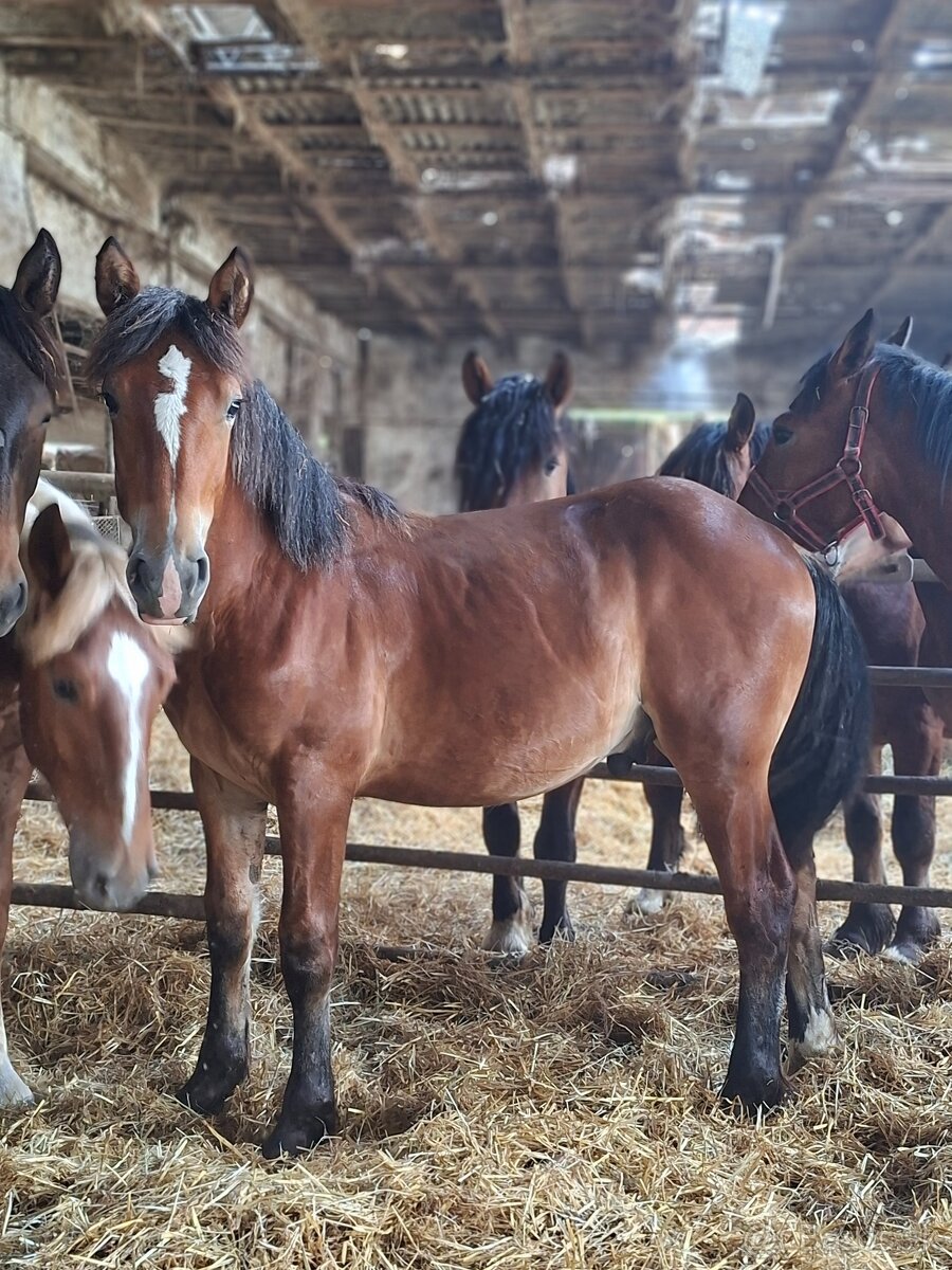 Predam tazne zrebce - 2