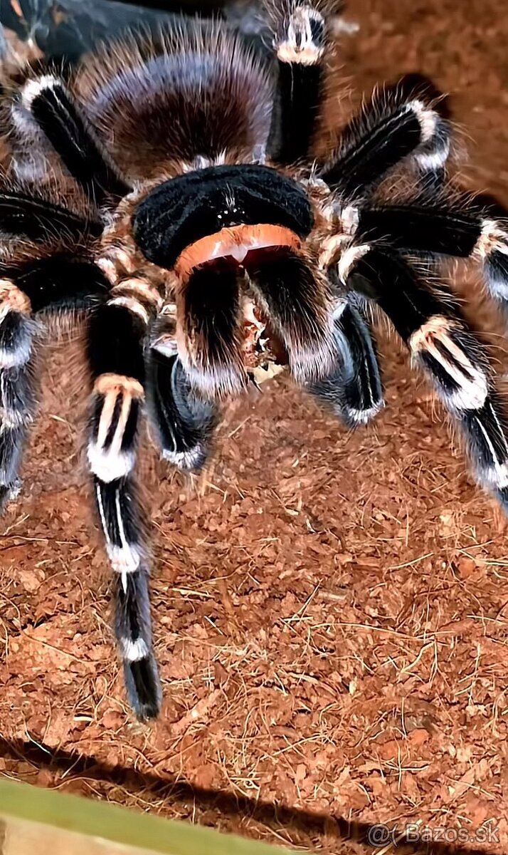 Tarantula,pavúk,vtackar,acanthoscurria Geniculata - 2