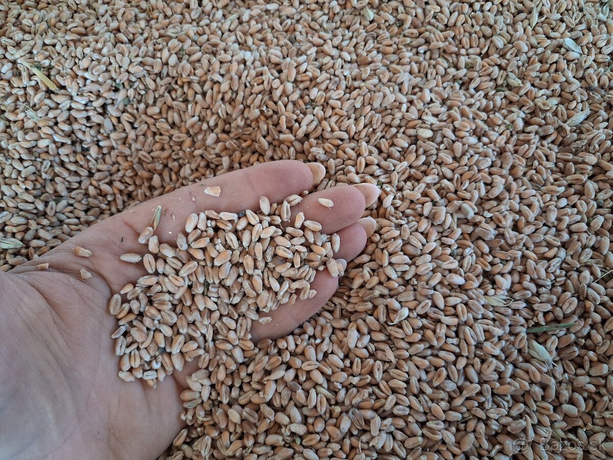 Kukurica 28€ Pšenica 22€ - 2