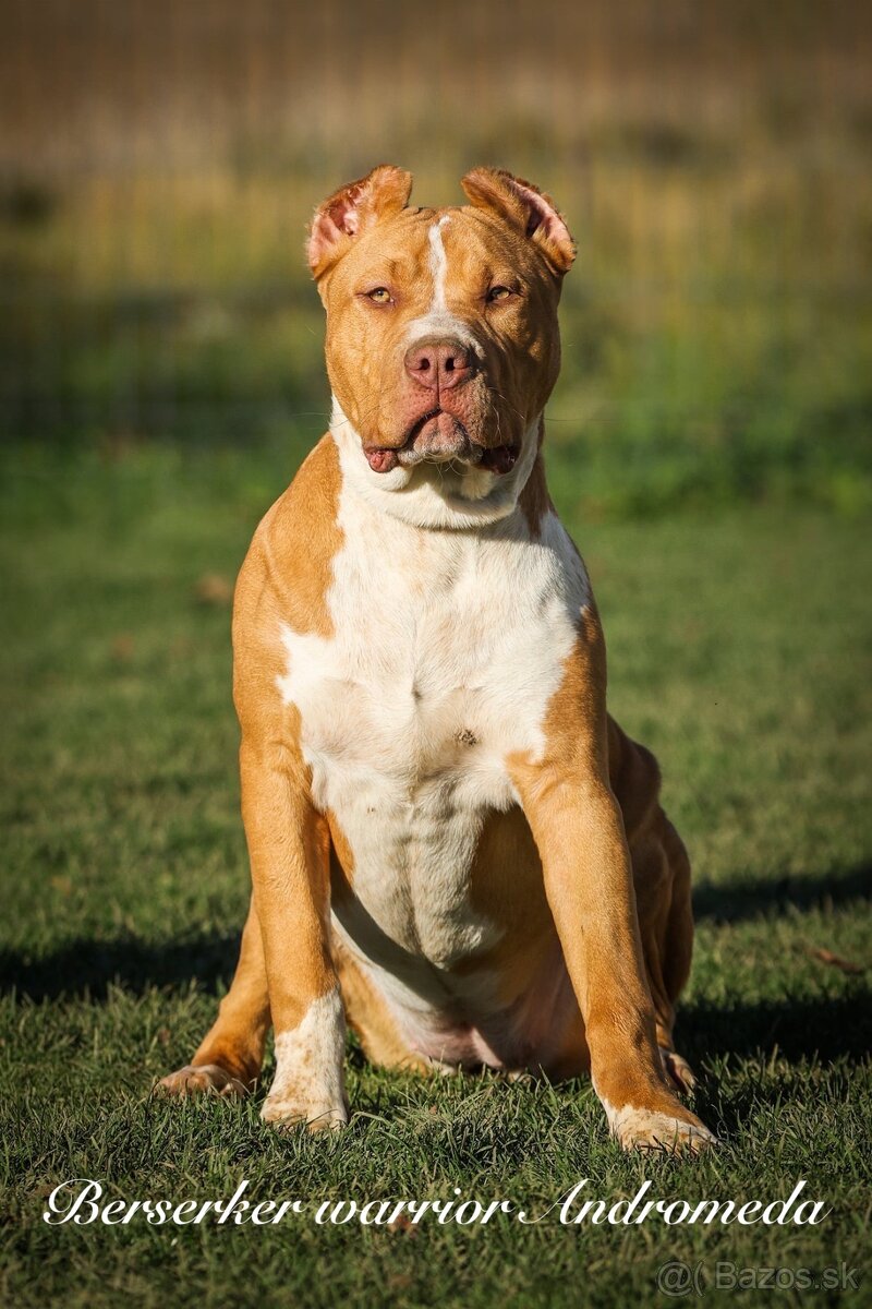 American bully XL/XXL s PP/stafford/pitbull/cane corso - 2