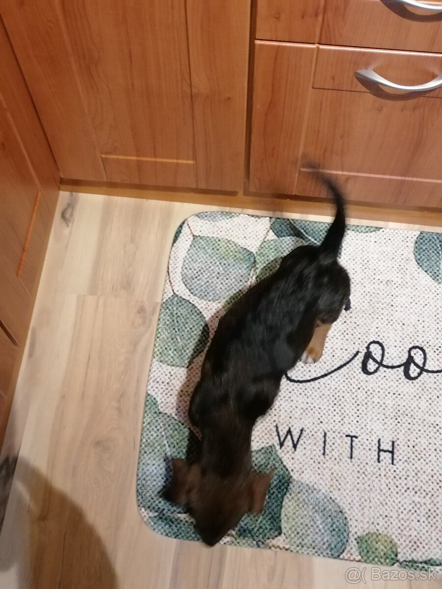 JAZVEČÍK hrubosrsty - 3 mes. šteňa - 2