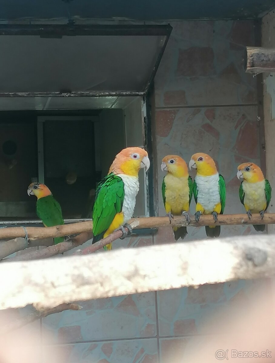 Amazonik bielobruchy - 2