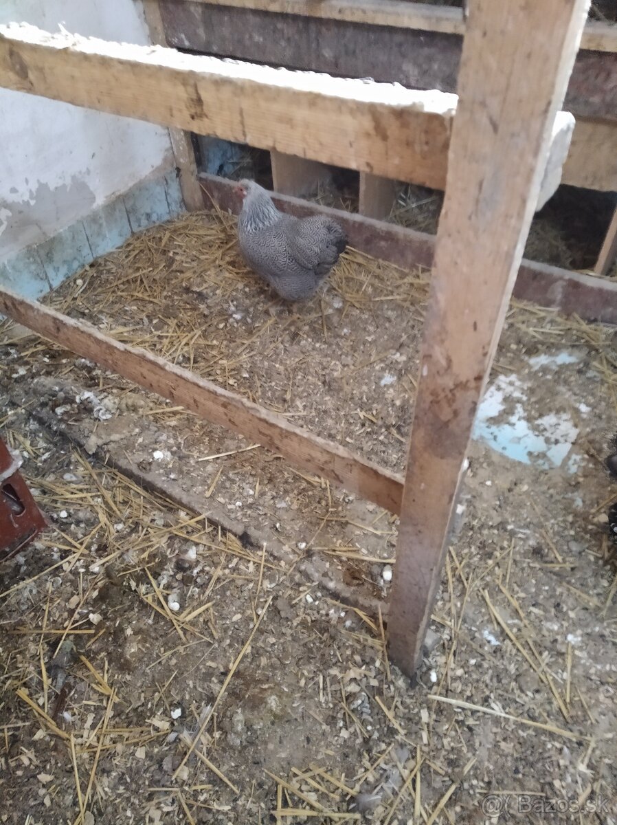 Wyandotka zdrobnela - 2