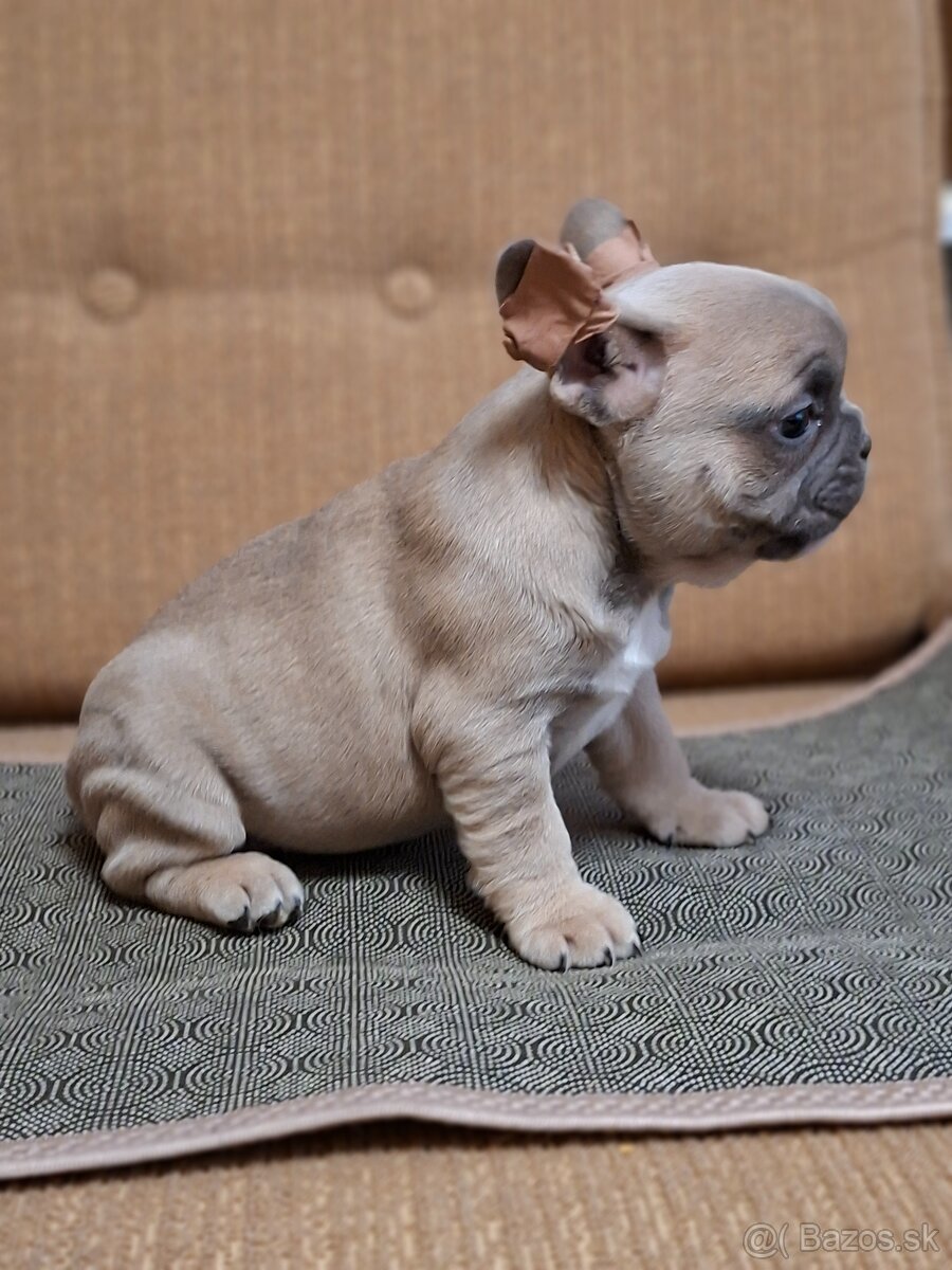 Francúzsky buldoček modry fawn, modrý - 2