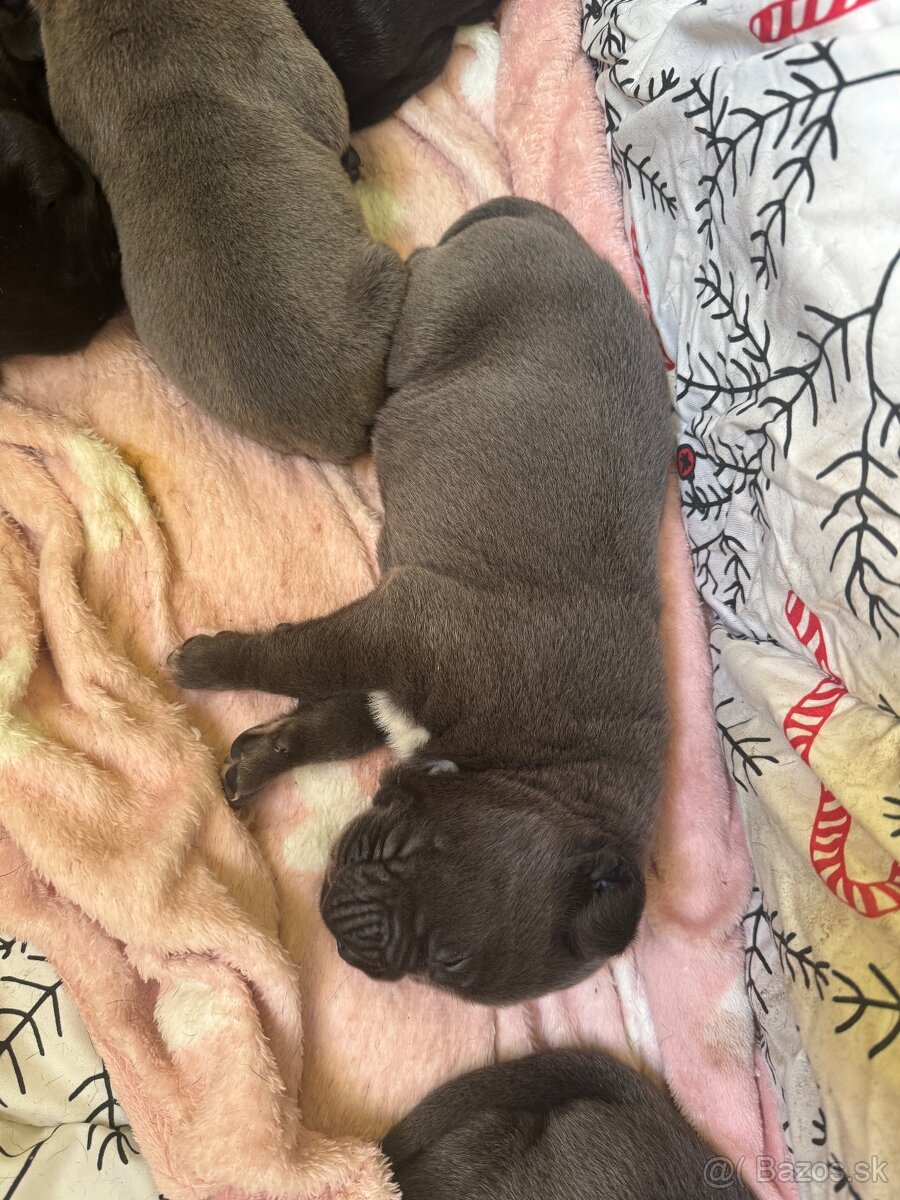 cane corso stenata na predaj - 2