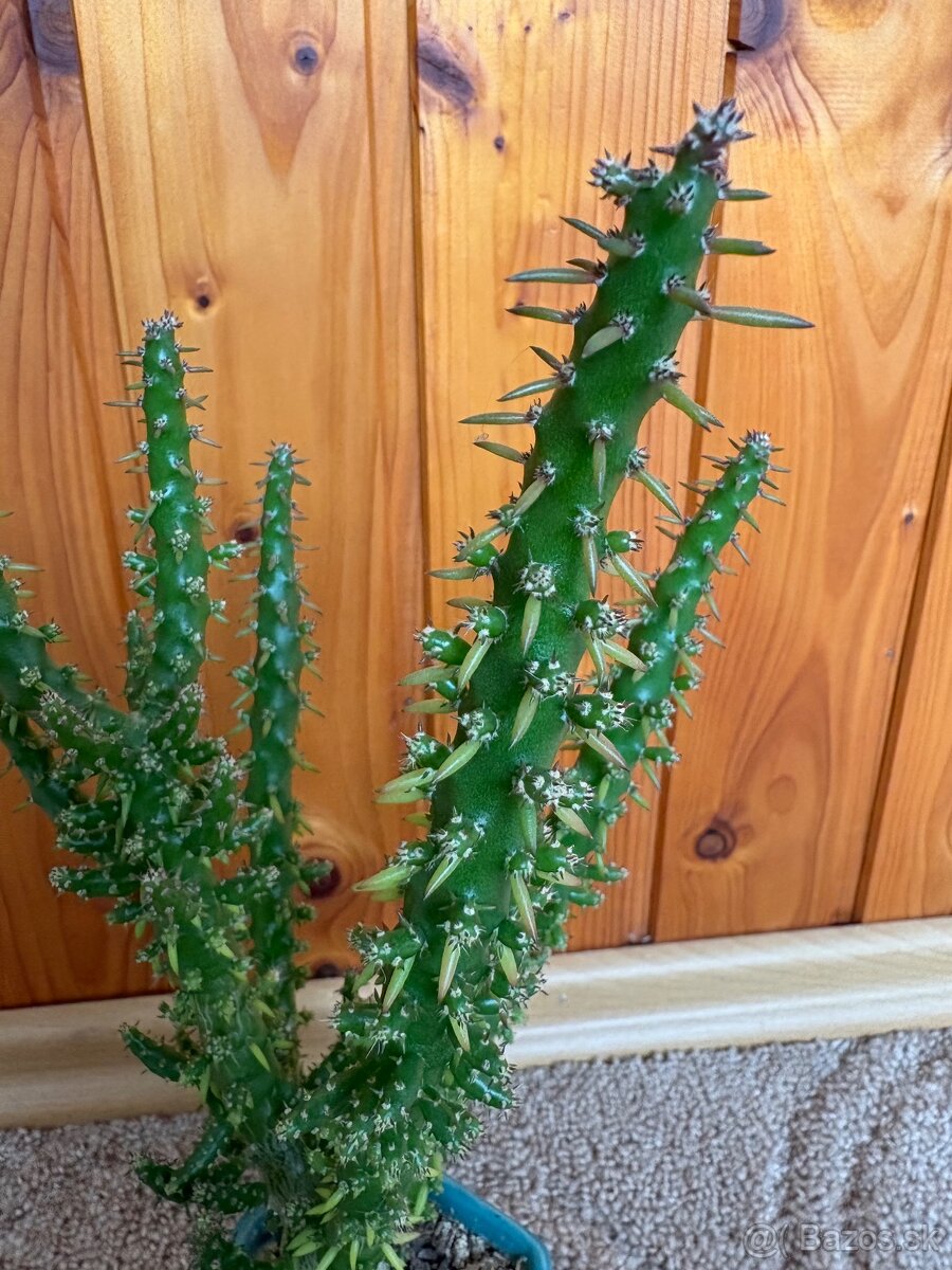 Kaktus (Euphorbia trigona) - 2