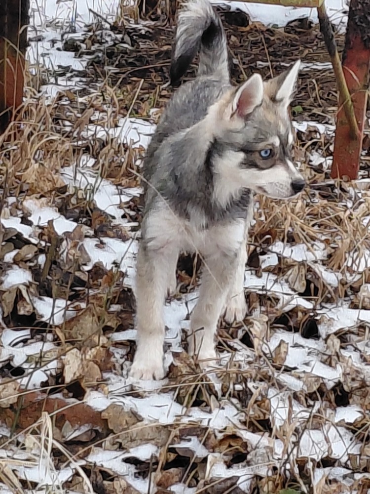 Alaskan Klee Kai - 2