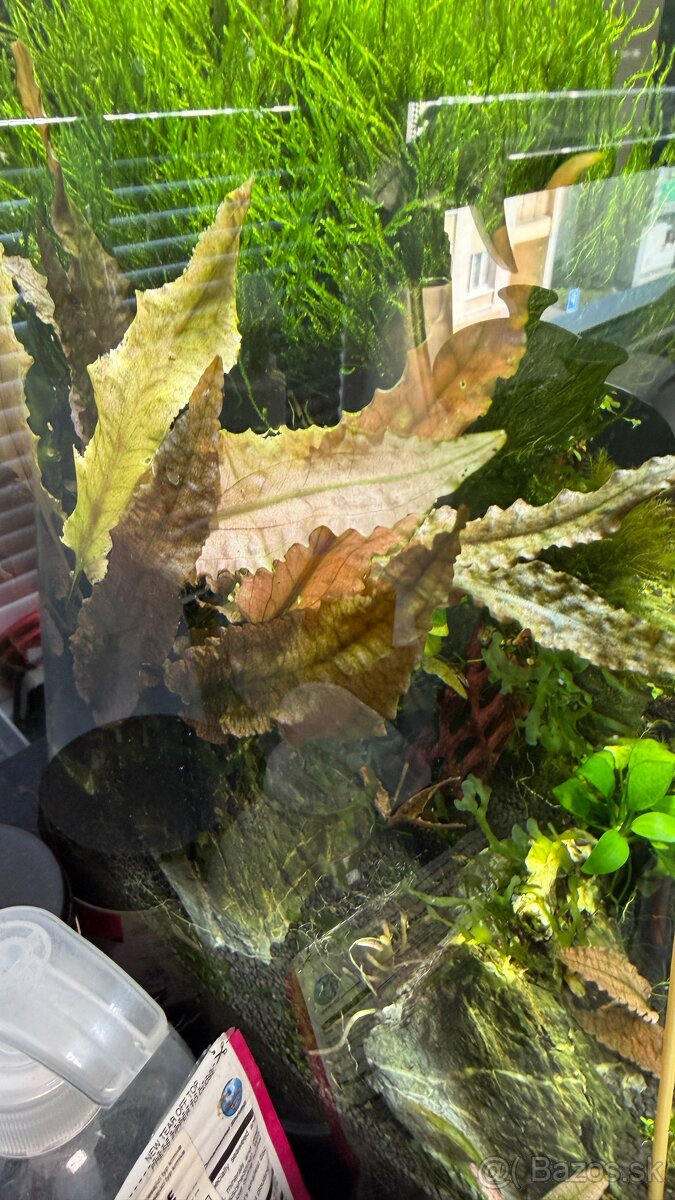 Rastlinky z prestrihu - 2