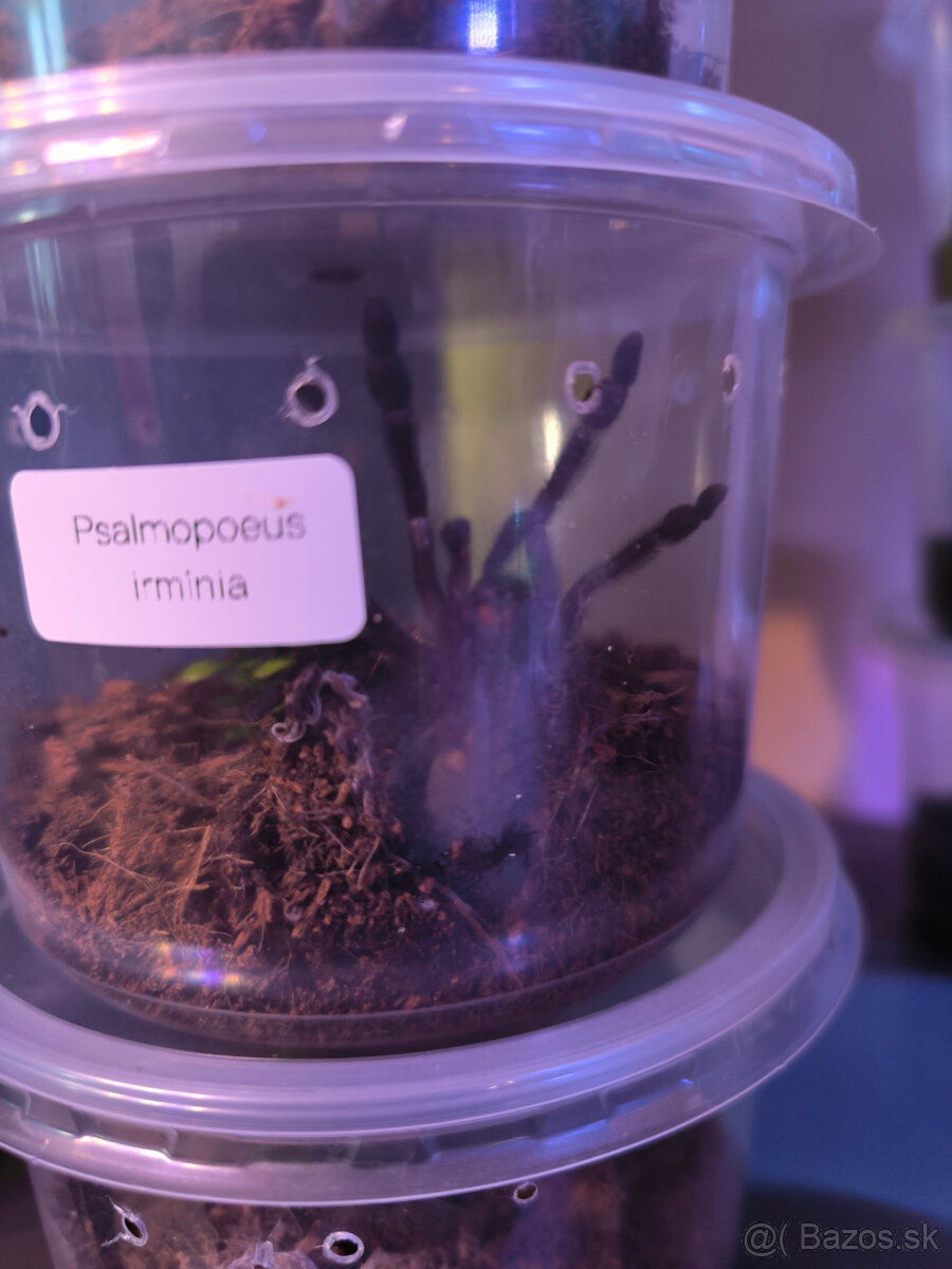 Pavúk, vtáčkár, tarantula - 2