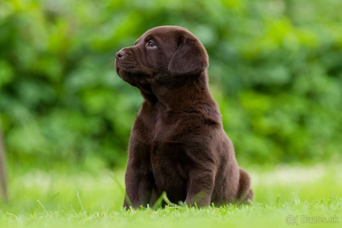 Labrador - 2