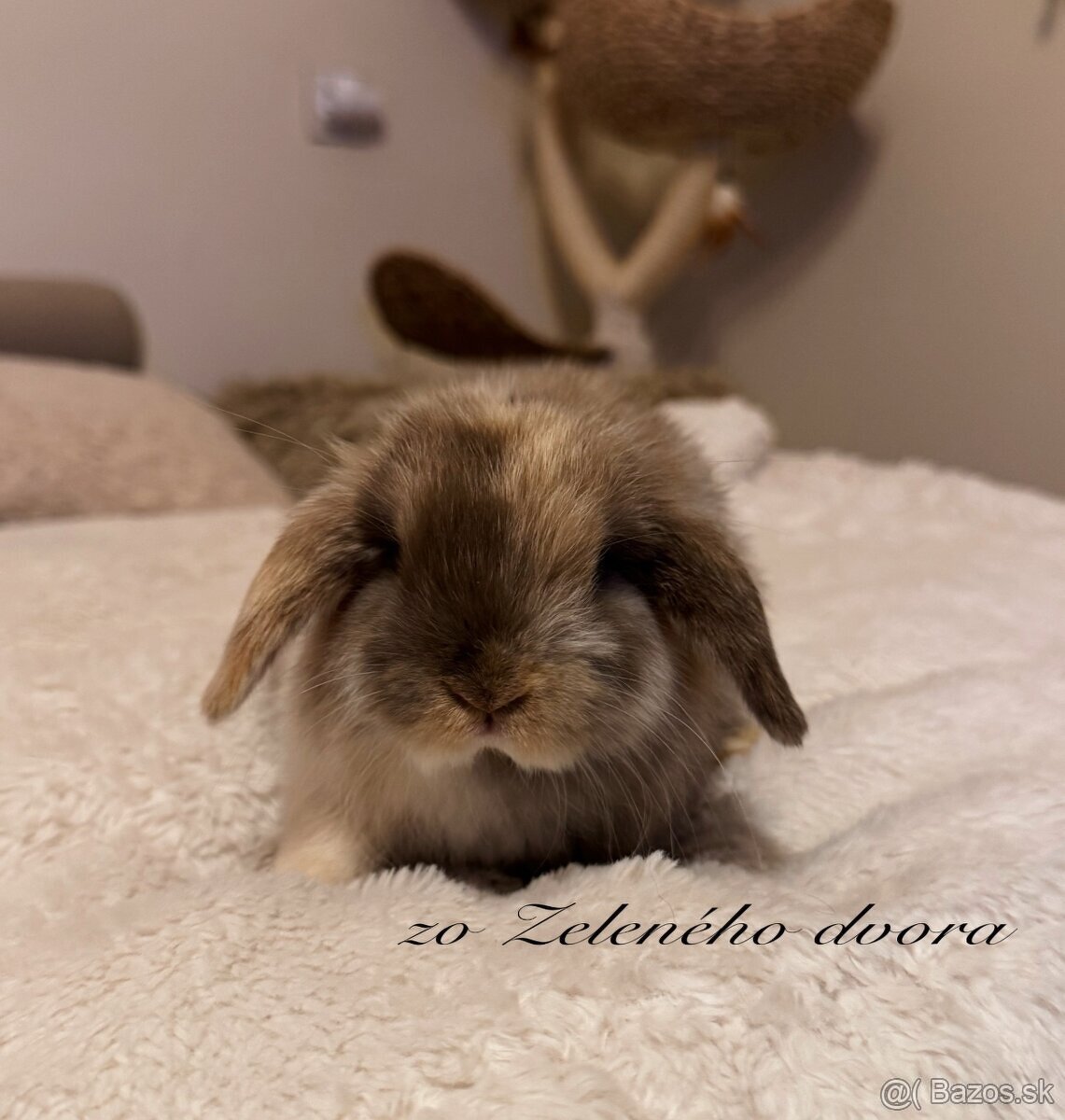 🐰 Minilop králiky 🐰 - 2