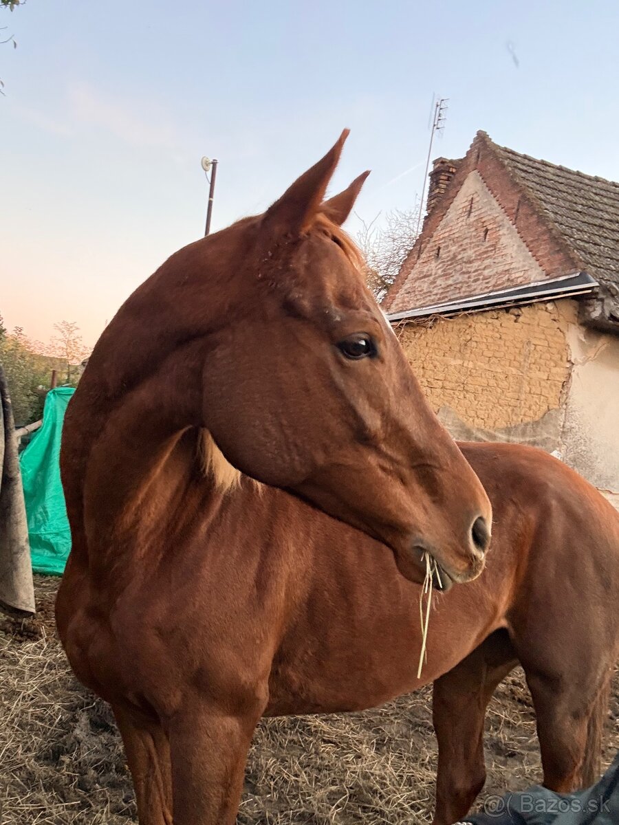 Predam alebo vymenim - 2