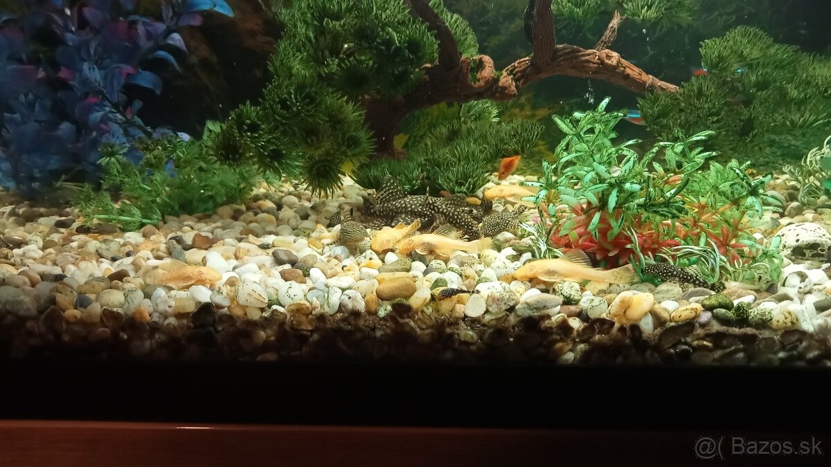 Prisavnik, prísavniky, prisavnici - 2