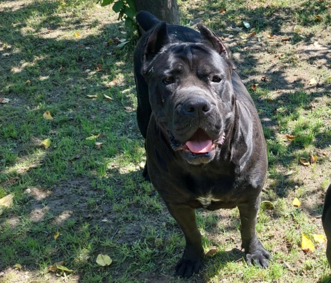 Cane Corso - 2
