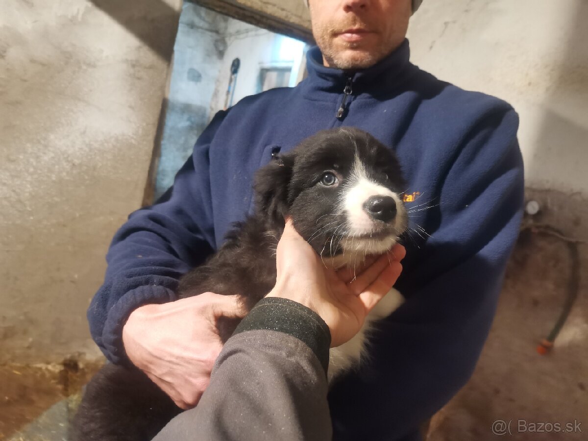 Border kólia šteniatka - 2