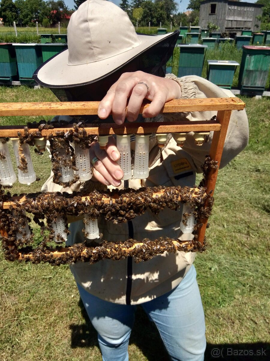 Predám včely - 2