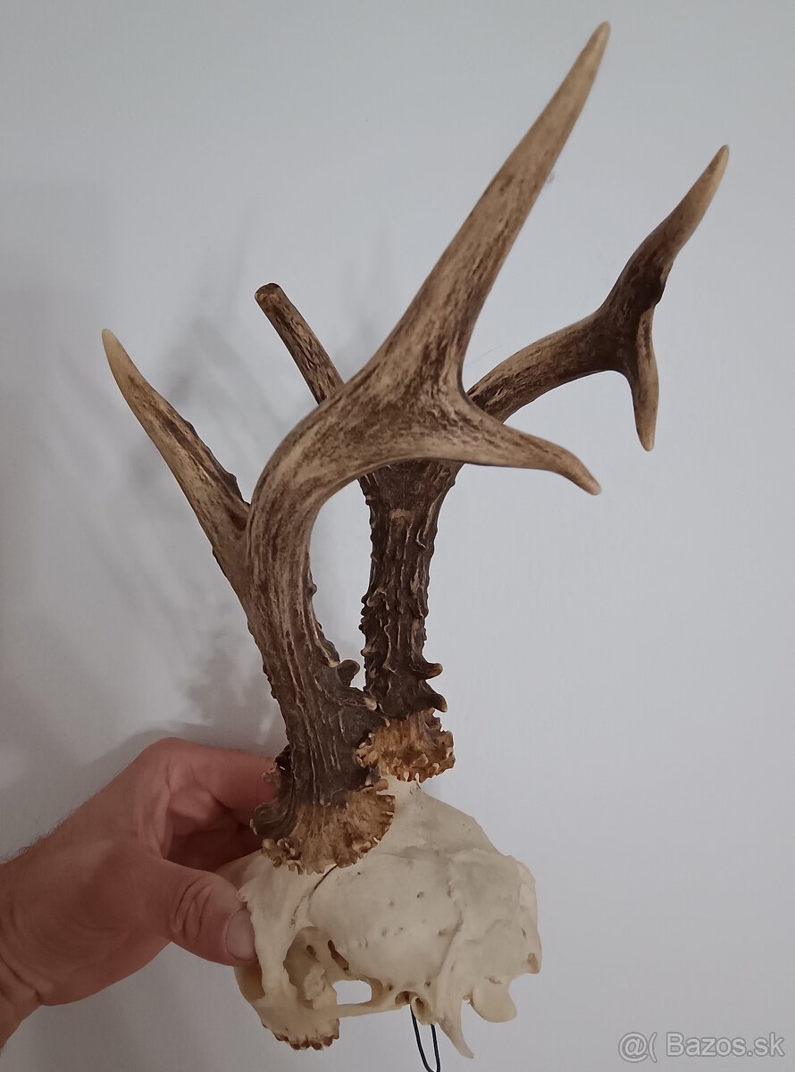 Trofej Trofeje Zhody Parohy Parožie.. - 2