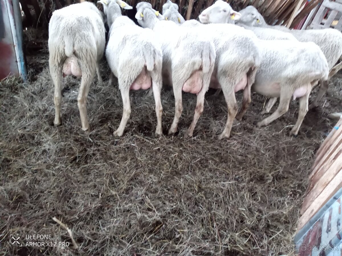Dojne ovce - 2