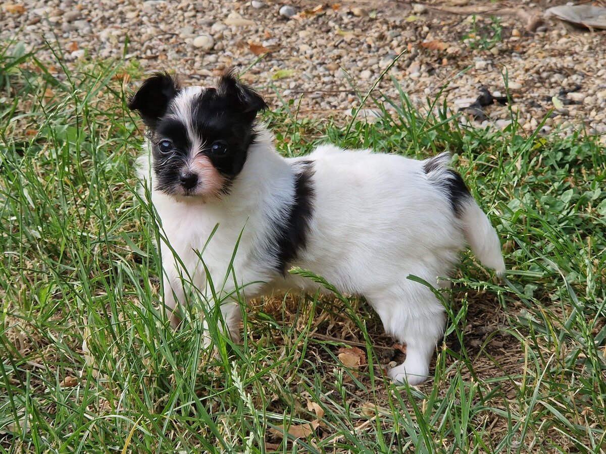 Papillon - 2