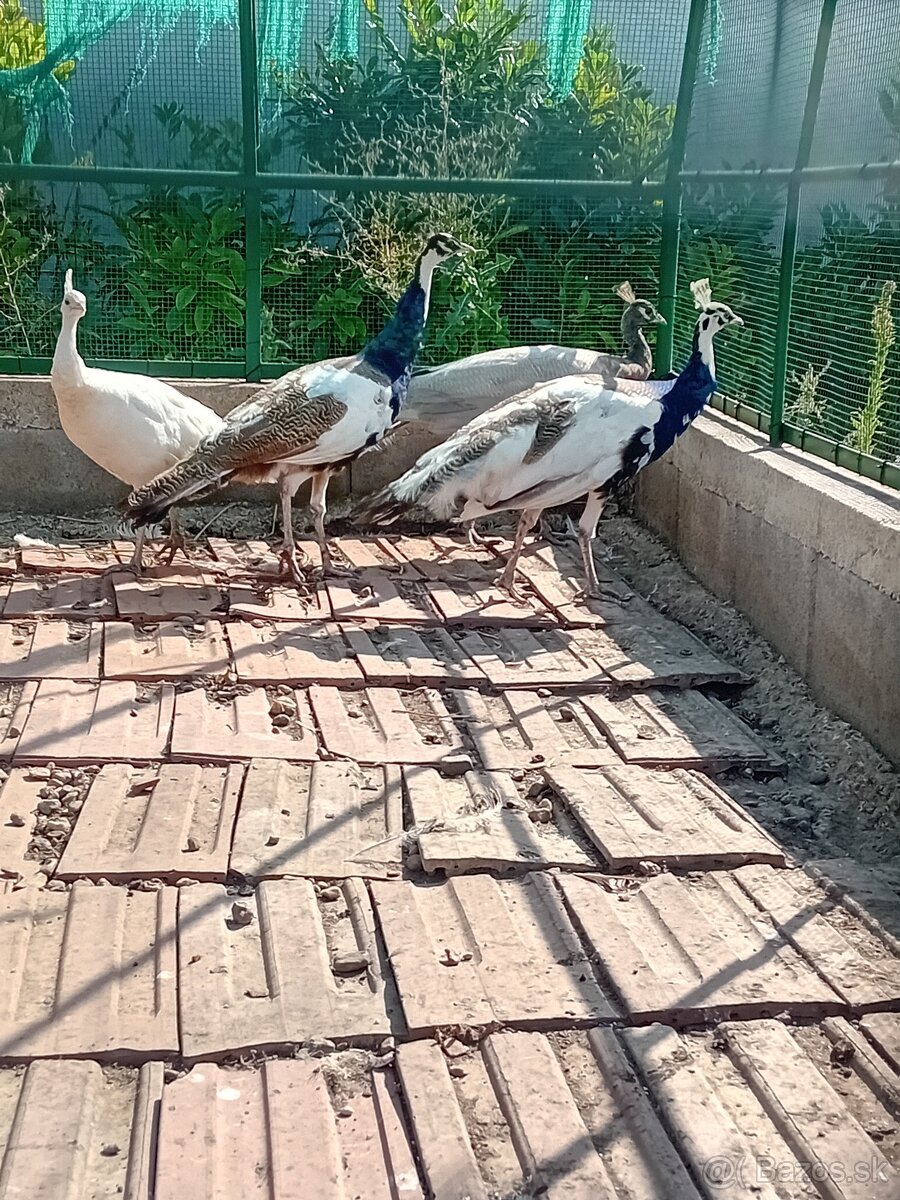 Pav - pavy - pavov - 2