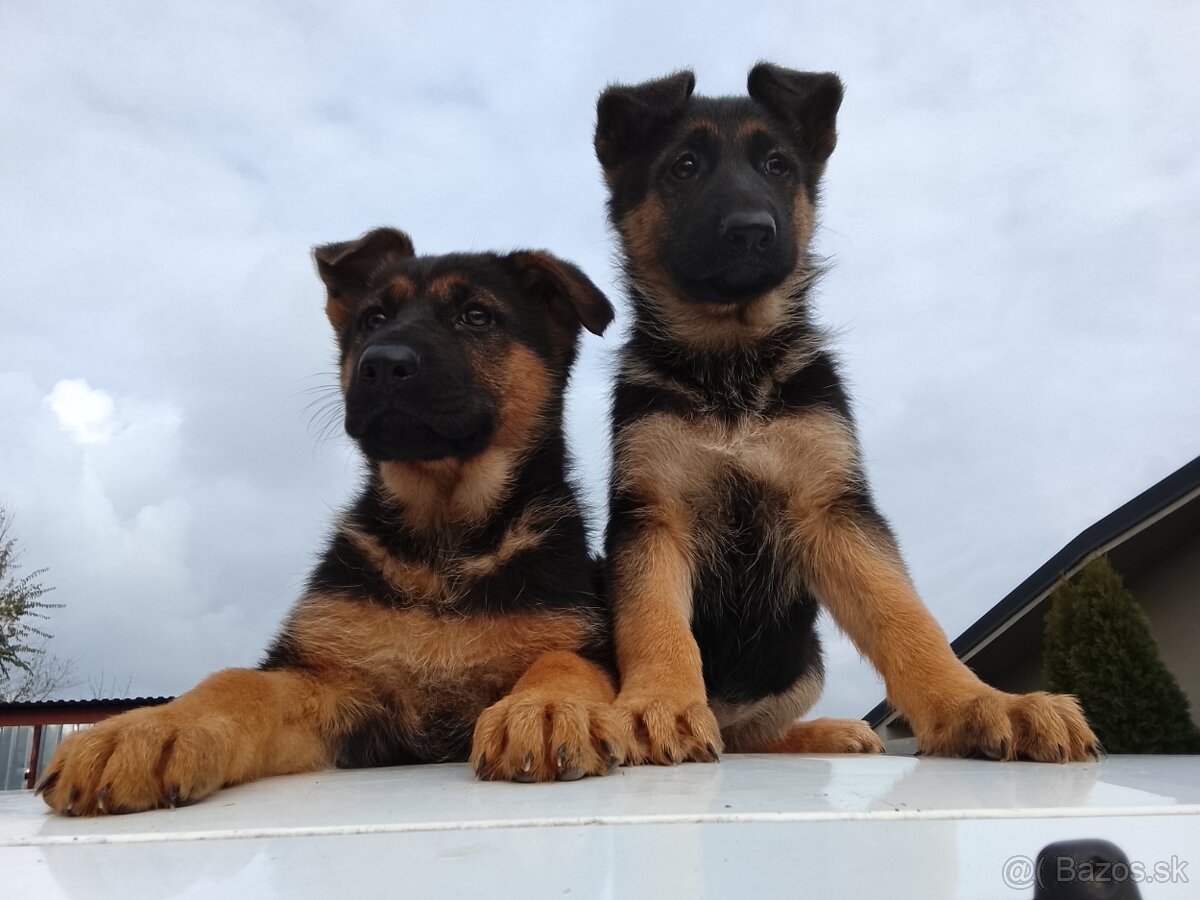Šteniatka nemecký ovčiak - 2