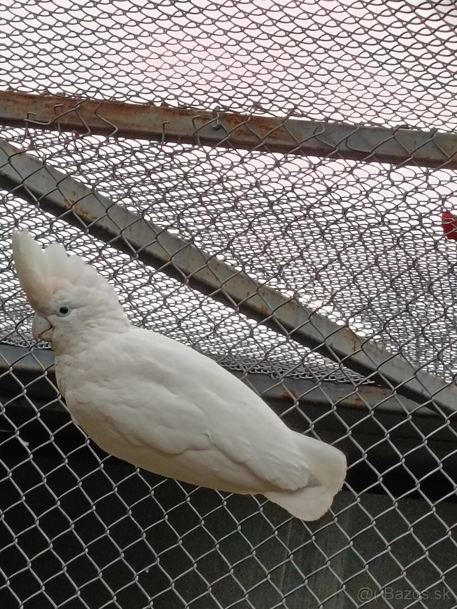 Kakadu šalamúnsky - 2