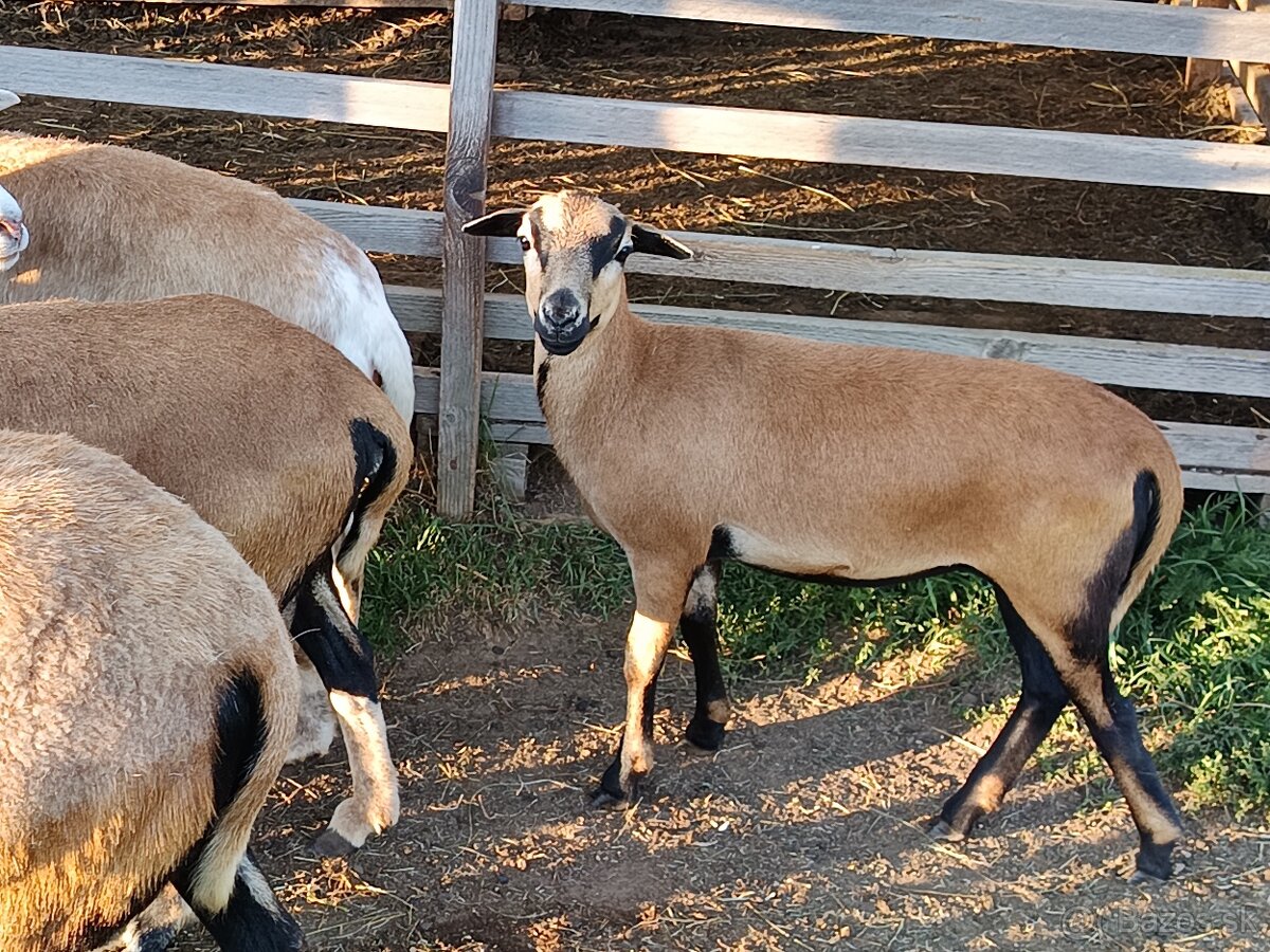 Predám ovečku ovce kamerunskej - 2