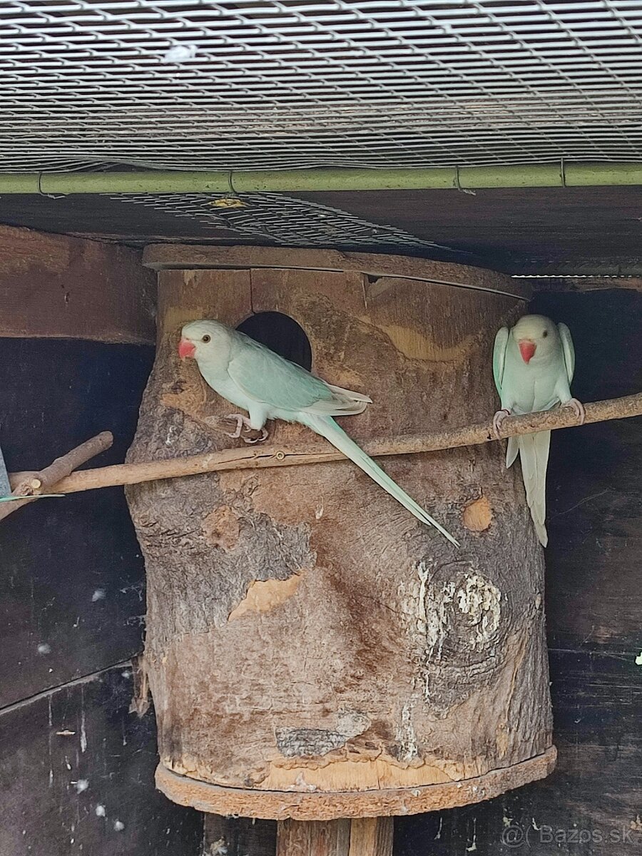 Predam alexander maly - 2