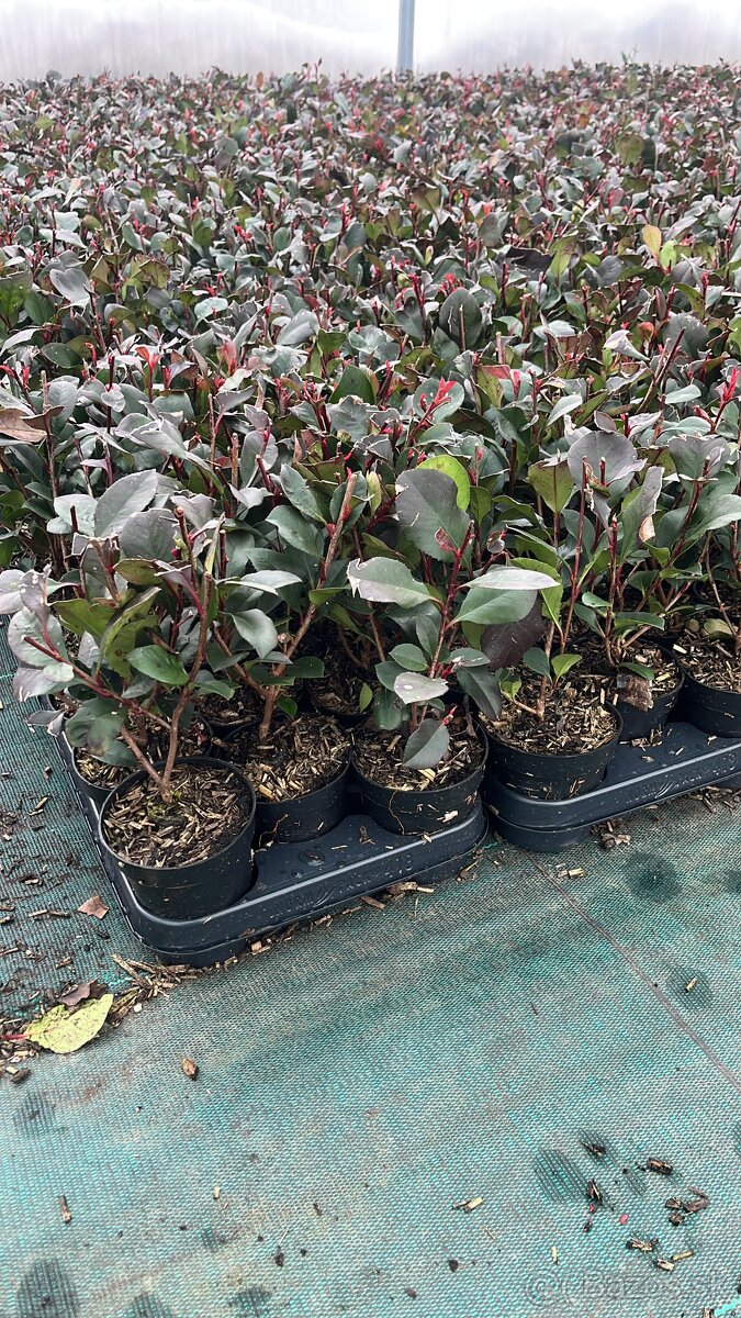 Červienka Red Robin - 2